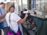 Sıcaklar pet shoplarda hayvanları öldürüyor