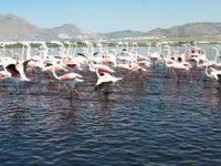 Flamingoları Kayseri, Hürmetçi Sazlığı’nda seyre dalın