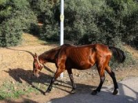 Ruam nedir? Ruam hastalığı belirtileri nelerdir?