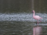 İzmir’in Flamingolarına Afrika’dan destek