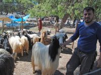 Antalya'da Kurban kesimi randevuyla olacak