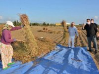 Ülkede üretilen susamın beşte birini Manavgat üretiyor