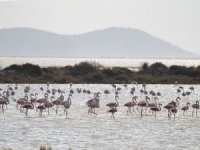 Kuşların yaşam alanı Gediz Deltası UNESCO’nun adayı
