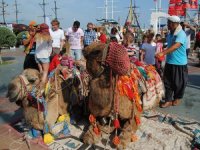 Avrupalı turistler gelmezse; deve turları tarih olabilir