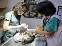 Tedavisi yapılan 4 kızıl şahin doğaya bırakıldı