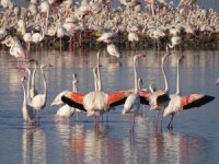 İzmir’in yavru flamingoları dünyaya gözlerini açtı