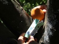 Finike Portakalı faydalı böcekle korunacak!