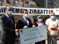 Amasya’da kirazlar yarıştı: Birinciye 3 bin TL ödül