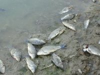 Manavgat Barajı’nda balık ölümleri