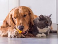 Bayram öncesinde kedi köpek otellerine büyük ilgi başladı