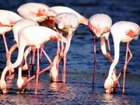 Kaçak ele geçirdikleri flamingoların kanatlarını kesmişler