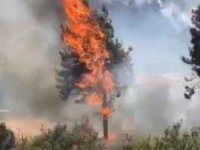 Milas'ta orman yangını çıktı