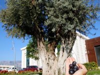 26 Kasım Zeytin Ağacı Günü kutlanıyor