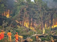Manavgat’ta yanan 404 bin kızılçam ağacı satışa çıktı