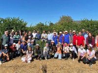 Gönüllüler mandalinaları ihtiyaç sahipleri için hasat etti