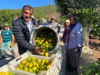 Ruslar, Satsuma mandalinayı çok sevdi