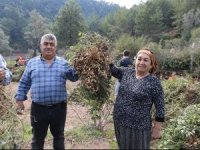 Marmaris Belediyesi’nin yer fıstığında ikinci hasat