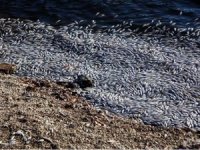 Sünnet Gölü Tabiat Parkı'nda balık ölümlerine inceleme