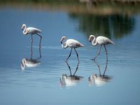 Gediz Deltası'nda kuşların yaşamı UNESCO Adayı