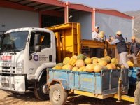 Balkabağı tarımsal biyolojik mücadele silahı oldu