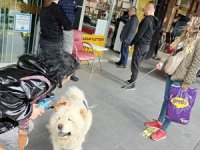 Mor dilli Çin aslanı köpeği turistlerin ilgi odağı