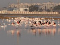 Mısır’dan kuş turizmi atağı