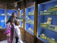 Antalya'nın balık türleri Deniz Biyoloji Müzesi'nde sergileniyor