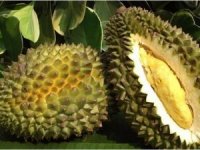 Durian meyvesinin kokusu, THY uçağına acil iniş yaptırdı