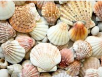 Hollanda sahillerinde 48.000 deniz kabuğu sayıldı