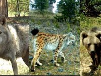 Bozayı, kurt ve vaşaklar için 'Ağaç kesimini durdurun' çağrısı