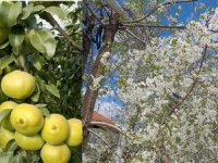 Korkuteli'nin üstü ve altı beyaza büründü