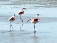 Kuş Cenneti’nde flamingolara daha temiz su