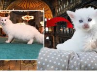 Ayasofya’nın yeni Ankara kedisi “Seymen” oluyor