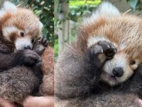 Kızıl Panda çifti yavruladı, aile büyüyor