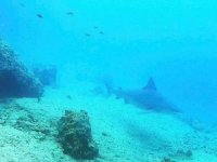 Boncuk Koyu kum köpek balığı üreme alanı oldu