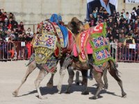 Develer kazanmak için kıyasıya mücadele etti