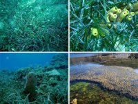 Deniz dibinde Posidonia çayırları yeniden hayat bulacak