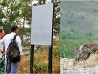 Lybre Antik kentinde turistleri tilki yavrusu karşılıyor