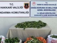 Soğanları kaçırmak isterken yakamlandılar
