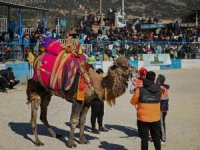 Soğuk hava Demrelilerin deve güreşi keyfini engellemedi
