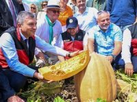 Döşemealtı Camili Bal Kabağı coğrafi işaretli olacak