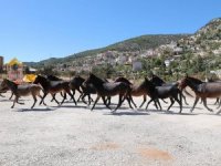 Toroslar'ın yılkı atlarına Akseki Belediyesi sahip çıktı