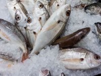 Acı çeken balıkların sessiz çığlığı