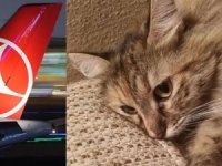 THY'na emanet edilen kedi, Tunus’ta kayboldu