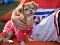 Mikroçip taktırmayanlar 8 bin TL ceza ödeyecek