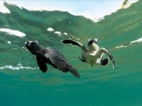 Caretta ‘Gümüş’ ve "Altın'ın Akdeniz yolculuğu