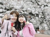 Turistler kiraz çiçeği festivalini durdurdu