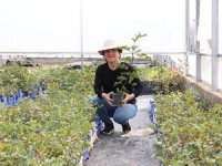 36 bin 500 keçiboynuzu fidanı toprakla buluştu!