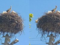 Leylek 17 yıldır nisan ayında aynı yuvaya geliyor