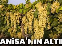 Sultaniye üzümü için 'Birlikte 3K Bağcılık' projesi